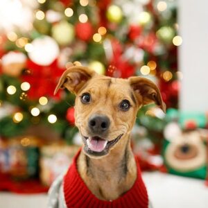 Como Celebrar o Natal com seu Pet: Dicas e Cuidados Especiais