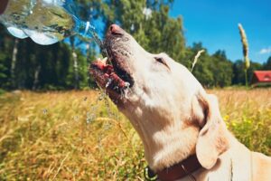 Cuidados com Pets no Verão: Dicas para Evitar a Desidratação